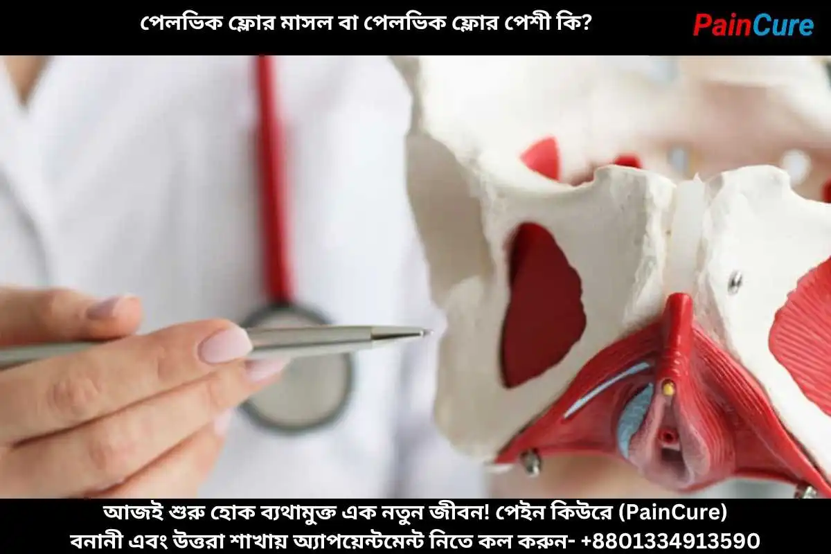 পেলভিক ফ্লোর মাসল বা পেলভিক ফ্লোর পেশী কি